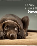 Jakadi qu’il fallait inscrire son minou sur Yummypets…