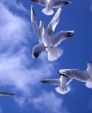 Twitter, la parole qui fourmille