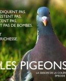 Le roucoulement des pigeons : entre victimisation et légitimation