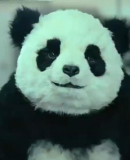 Panda is the new cat