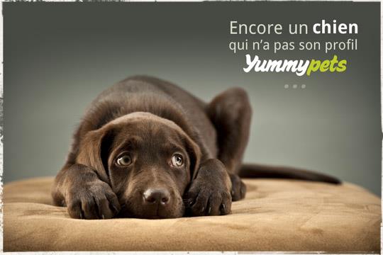 Publicité pour Yummypets représentant un chien triste de ne pas avoir son profil