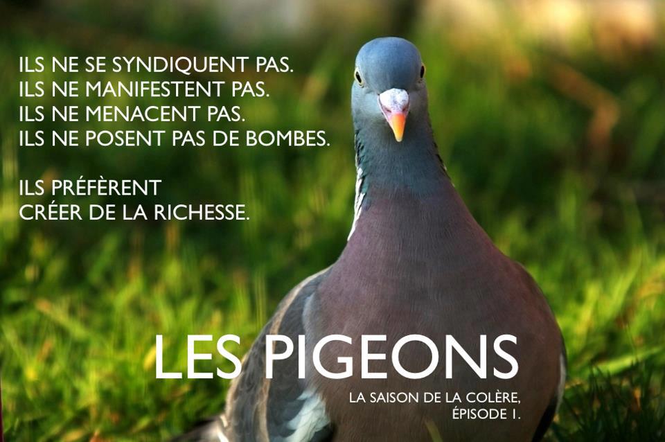Affiche des pigeons - mouvement de protestation des entrepreneurs contre la loi sur la fiscalité 2012